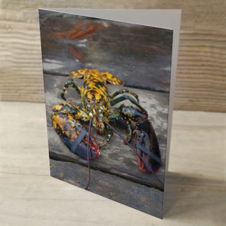 Calico Lobster 05 Greeting Cards