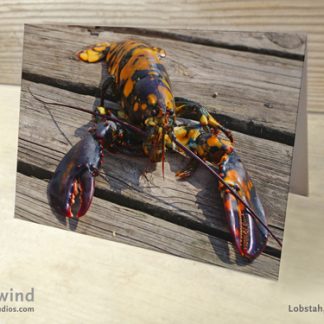 Calico Lobster 02 Greeting Cards