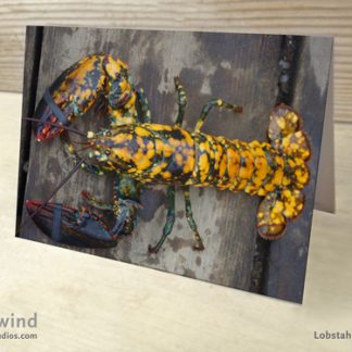 Calico Lobster 01 Greeting Cards