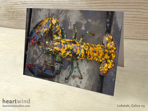 Calico Lobster 01 Greeting Cards