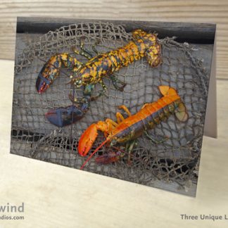 Calico and Split Lobster 01