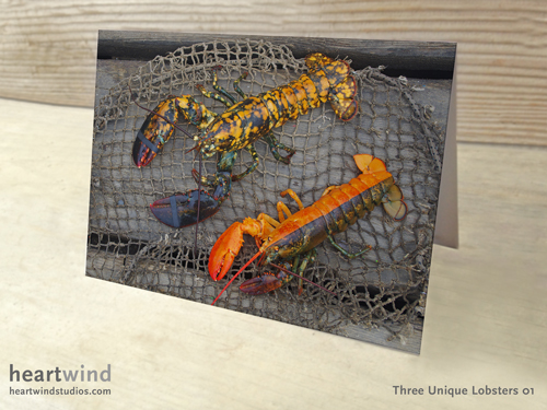 Calico and Split Lobster 01