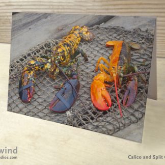 Calico & Split Orange 02 Lobster Cards & Postcards