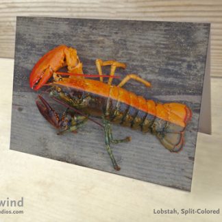 Split Half Orange 01 Greeting Card