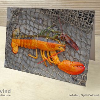 Split Half Orange 02 Greeting Card