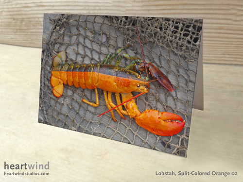 Split Half Orange 02 Greeting Card