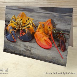Yellow & Split Orange Lobster 01 Greeting Card