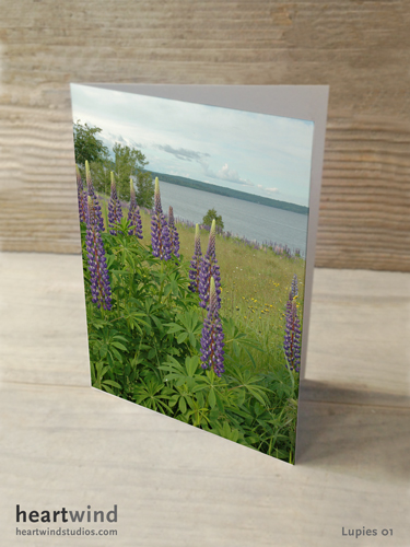Heartwind Lupines 01 Greeting Card
