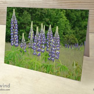 Heartwind Lupines 04 Greeting Card