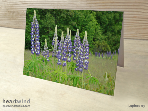 Heartwind Lupines 04 Greeting Card