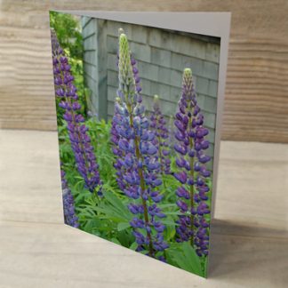 Heartwind Lupines 06 Greeting Card