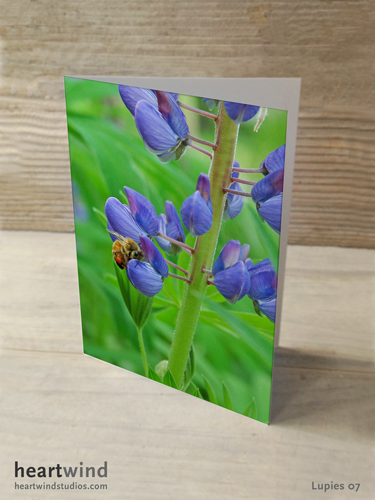 Heartwind Lupines 06 Greeting Card