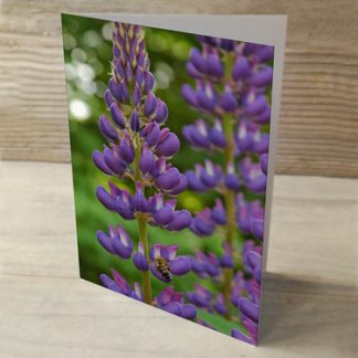 Heartwind Lupines 08 Greeting Card