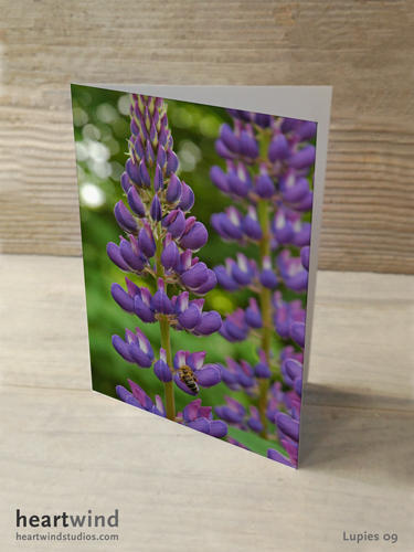 Heartwind Lupines 08 Greeting Card