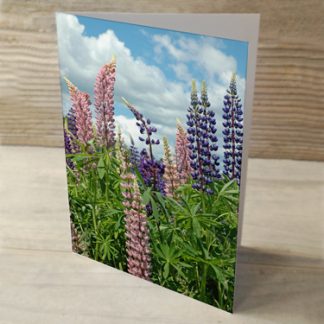 Heartwind Lupines 09 Greeting Card