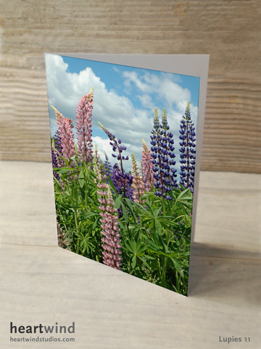 Heartwind Lupines 09 Greeting Card