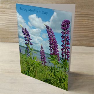 Lupines