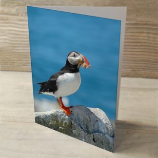 Puffins