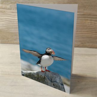 Puffins 02 Cards & Postcards