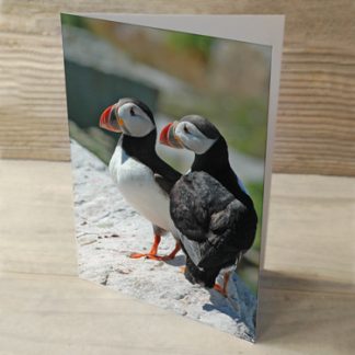Puffins 03 Cards & Postcards