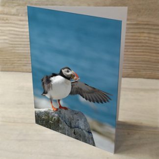 Puffins 04 Cards & Postcards