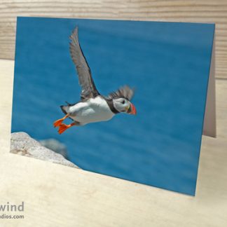 Puffins 05 Cards & Postcards