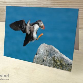 Puffin Cards