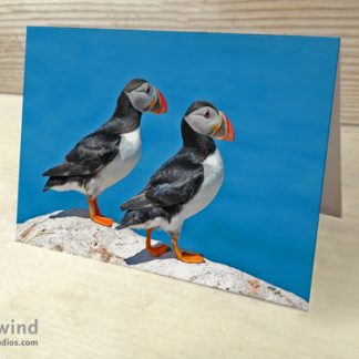 Puffins 07 Cards & Postcards