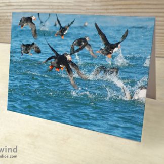Puffins 08 Cards & Postcards