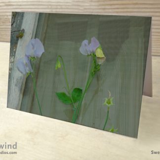 Sweet Peas Cottage Window Box 02 Cards & Postcards