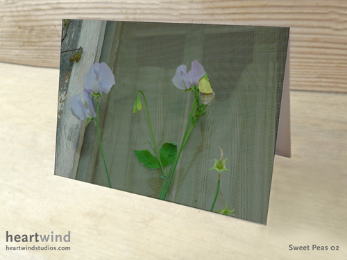 Sweet Peas Cottage Window Box 02 Cards & Postcards