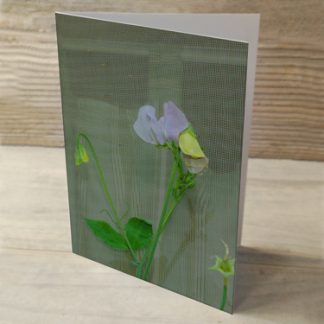 Sweet Peas Cottage Window Box 03 Cards & Postcards