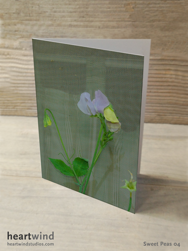 Sweet Peas Cottage Window Box 03 Cards & Postcards