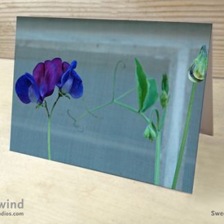 Sweet Peas Cottage Window Box 01 Cards & Postcards