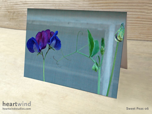 Sweet Peas Cottage Window Box 01 Cards & Postcards