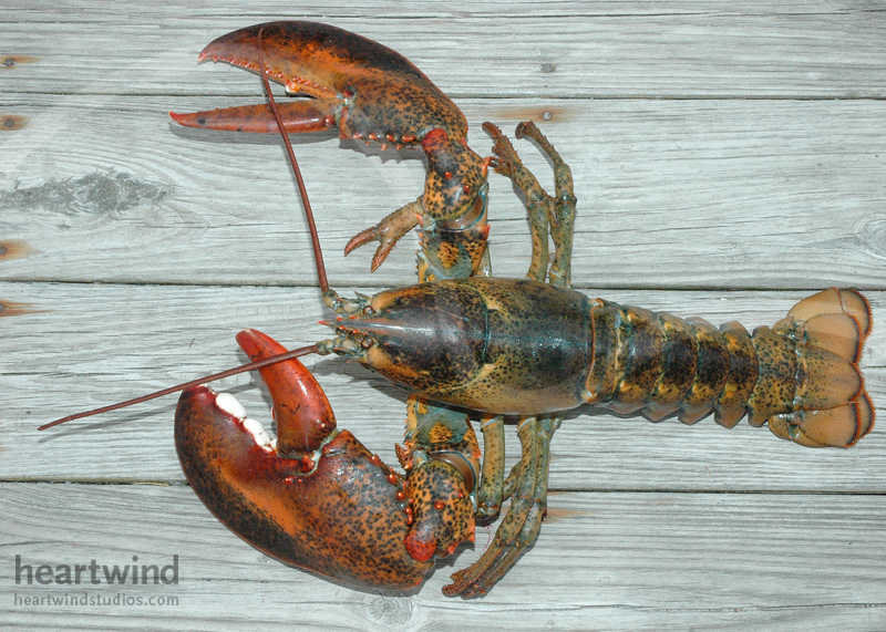 Mr. Big Claw 08 Greeting Card