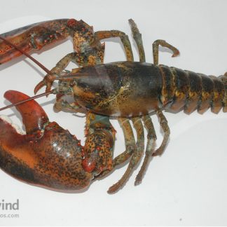 Mr. Big Claw 09 Greeting Card