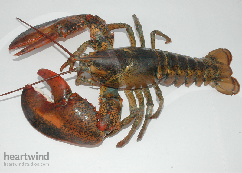 Mr. Big Claw 09 Greeting Card