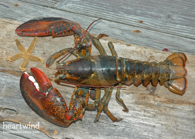 Mr. Big Claw 11 Greeting Card