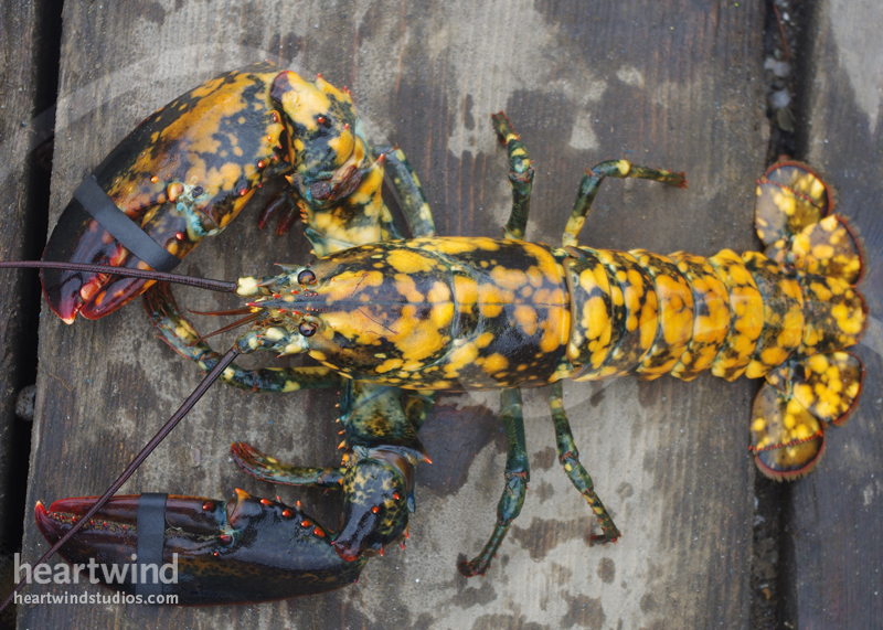 Calico Lobster 03 Greeting Card