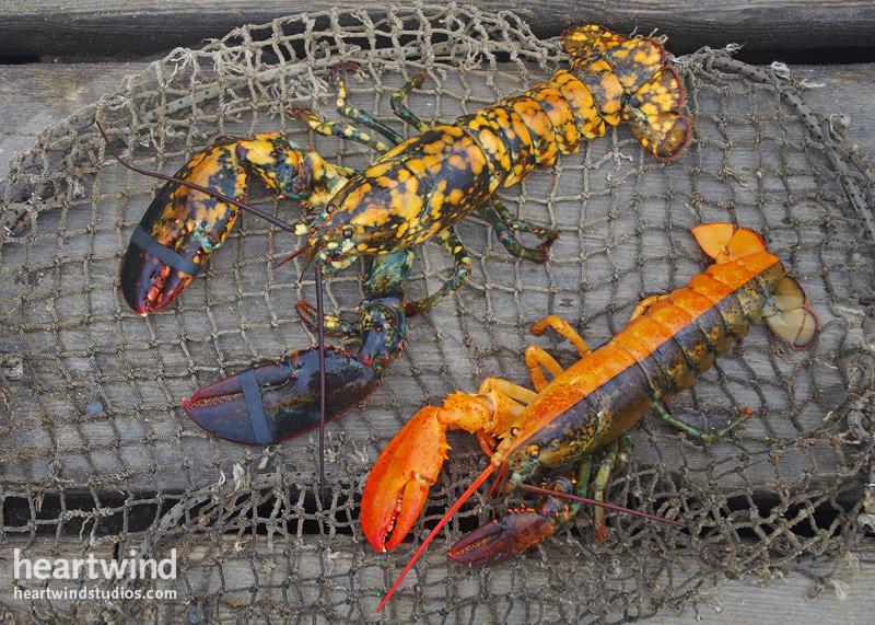 Calico & Split Orange Lobster 01 Greeting Cards