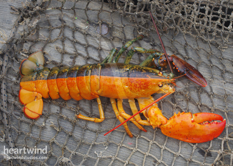 Split Half Orange 02 Greeting Card