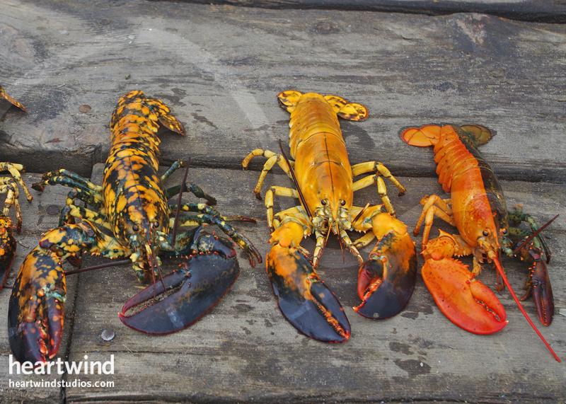 Three Unique Lobsters 01 Greeting Cards