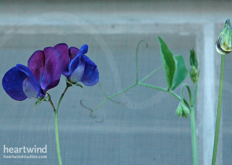 Sweet Peas Cottage Window Box 01 Cards & Postcards - Image 2