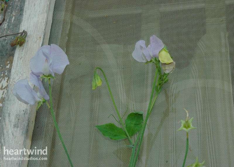 Sweet Peas Cottage Window Box 02 Cards & Postcards - Image 2