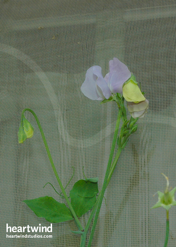 Sweet Peas Cottage Window Box 03 Cards & Postcards - Image 2