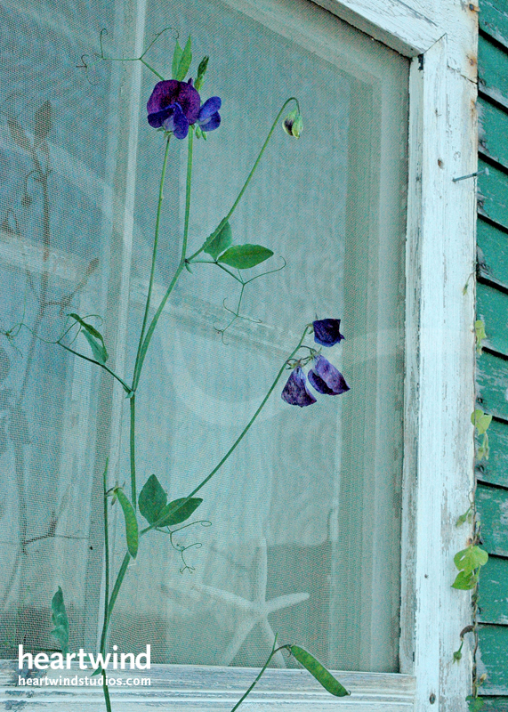 Sweet Peas & Sea Stars 04 Cards & Postcards - Image 2