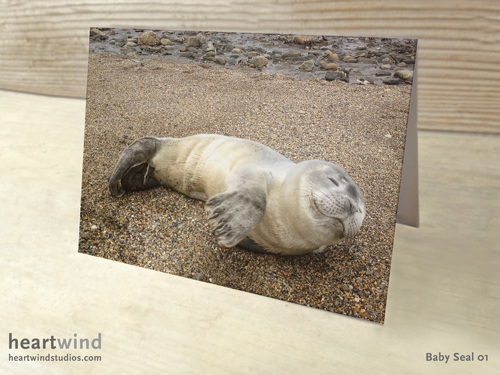 Baby Seal 01 Cards & Postcards