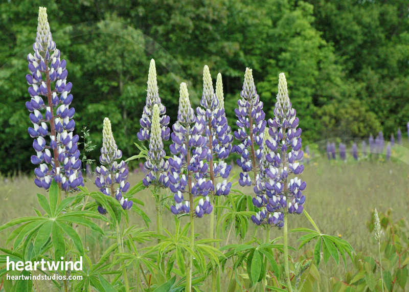 Heartwind Lupines 04 Greeting Card
