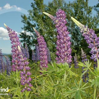 Heartwind Lupines 05 Greeting Card